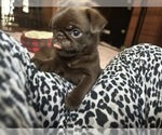 Small Photo #65 Pug Puppy For Sale in BLOOMINGTON, IL, USA