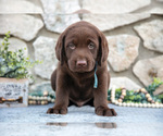 Small #1 Labrador Retriever
