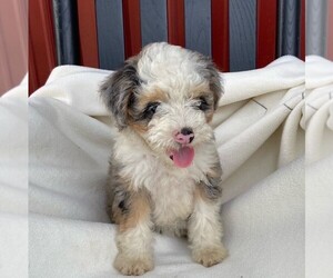 Bernedoodle-Poodle (Miniature) Mix Puppy for sale in FORT PLAIN, NY, USA