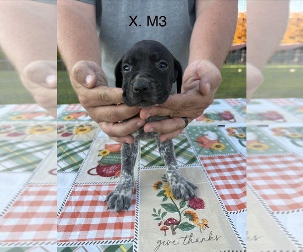 Medium Photo #12 German Shorthaired Pointer Puppy For Sale in ARGONNE, WI, USA