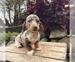 Small #2 Dachshund
