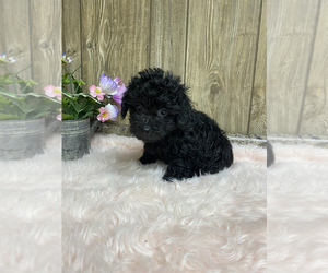 Poodle (Miniature) Puppy for sale in MYRTLE, MO, USA