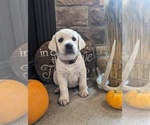 Small Photo #4 Labrador Retriever Puppy For Sale in HUTCHINSON, KS, USA