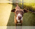 Small #1 Staffordshire Bull Terrier