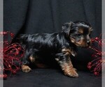 Small #4 Yorkshire Terrier