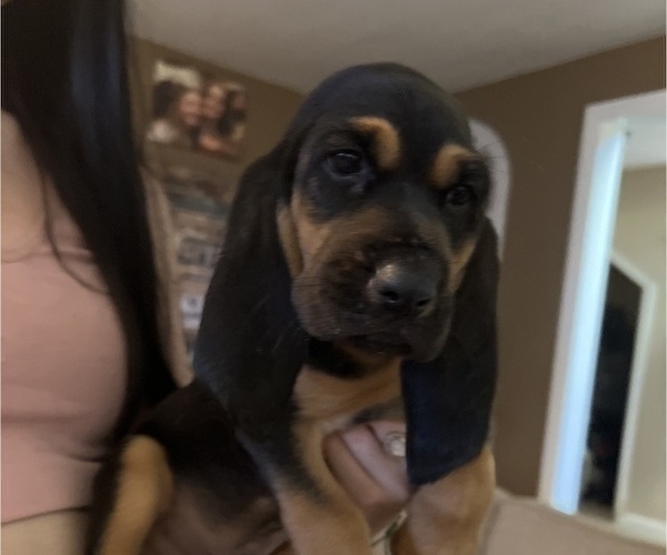 Medium Photo #3 Bloodhound Puppy For Sale in STOCKTON, CA, USA