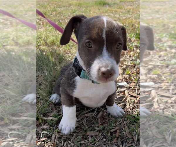 Medium Photo #1 Mutt Puppy For Sale in Candler, NC, USA