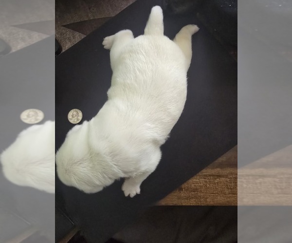 Medium Photo #3 Pug Puppy For Sale in NEW IPSWICH, NH, USA