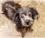 Small Miniature Schnauzer Mix