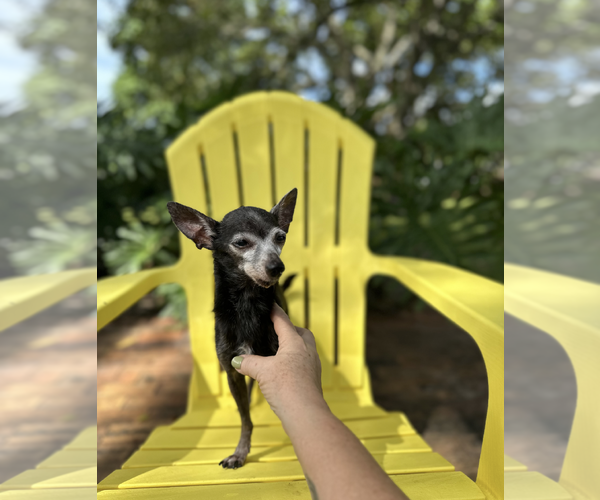 Medium Photo #2 Chiweenie Puppy For Sale in Weston, FL, USA