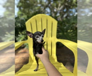 Memo - Male Chiweenie Dog for Adoption - Photo #2