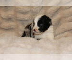 Image preview for Ad Listing. Nickname: Asher
