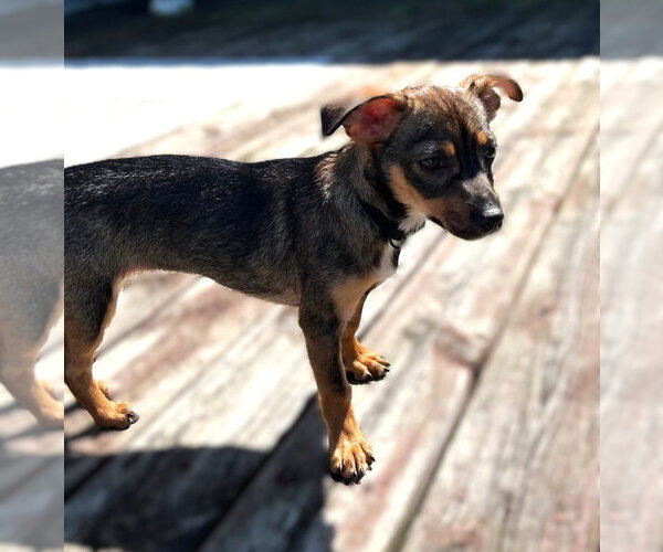 Medium Photo #1 Chihuahua-Unknown Mix Puppy For Sale in South Bend, IN, USA