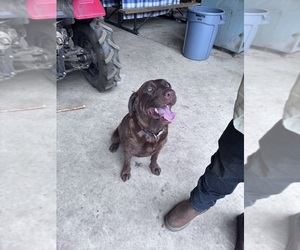 Mother of the Labrador Retriever puppies born on 05/18/2025