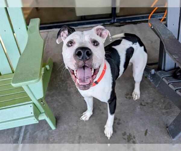 Medium Photo #1 American Pit Bull Terrier Puppy For Sale in Denver, CO, USA