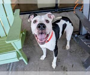 American Pit Bull Terrier Dogs for adoption in Denver, CO, USA