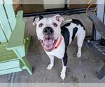 Small American Pit Bull Terrier