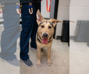 German Shepherd Dog-Unknown Mix Dogs for adoption in Rowlett, TX, USA
