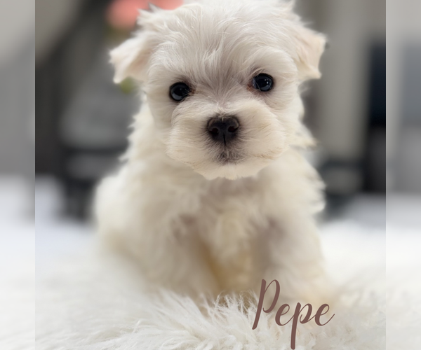 Medium Photo #4 Maltese Puppy For Sale in ADDISON, IL, USA