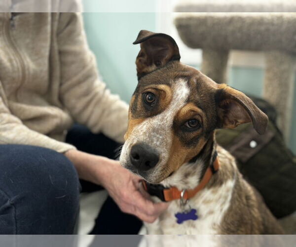 Medium Photo #3 Collie-German Shepherd Dog Mix Puppy For Sale in East Derry, NH, USA