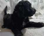 Small Photo #5 Newfoundland-Shepadoodle Mix Puppy For Sale in SHEBOYGAN FALLS, WI, USA