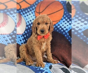 Goldendoodle Puppy for sale in CHRISTIANA, PA, USA