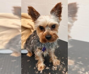 Mutt Dogs for adoption in Ellijay, GA, USA