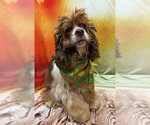 Small Photo #4 Cocker Spaniel Puppy For Sale in Arlington, VA, USA
