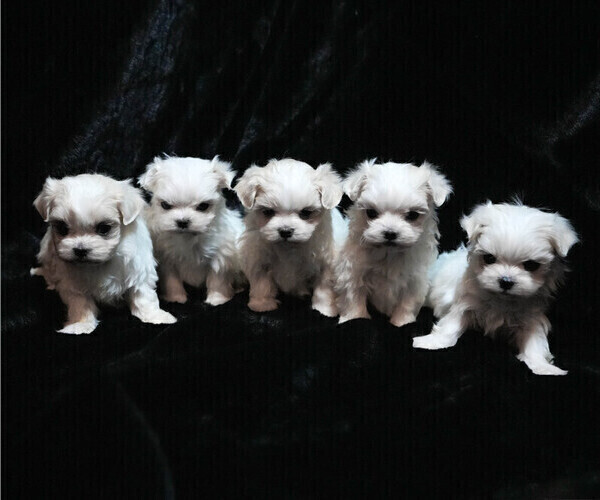 Medium Photo #9 Maltese Puppy For Sale in ROCK VALLEY, IA, USA
