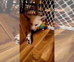 Small Photo #4 German Shepherd Dog-Siberian Husky Mix Puppy For Sale in BETHEL, MN, USA