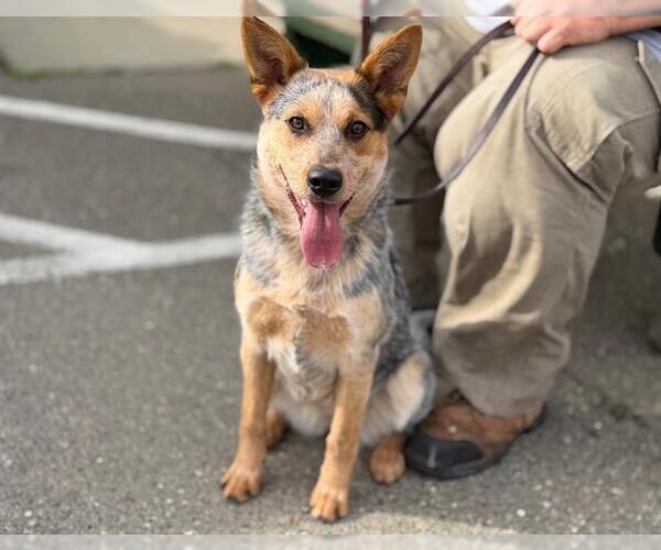 Medium Photo #1 Mutt Puppy For Sale in Santa Rosa, CA, USA