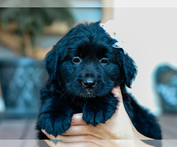 Medium Photo #4 Australian Retriever Puppy For Sale in LIBERTY, KY, USA