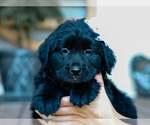 Small #3 Australian Retriever
