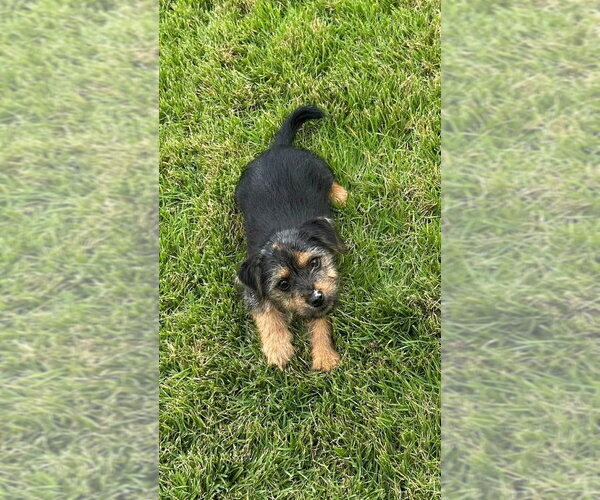 Medium Photo #3 Dachshund-Unknown Mix Puppy For Sale in FRAMINGHAM, MA, USA