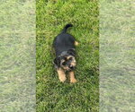 Small #2 Dachshund Mix