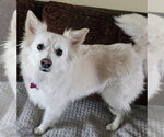 Small #2 American Eskimo Dog