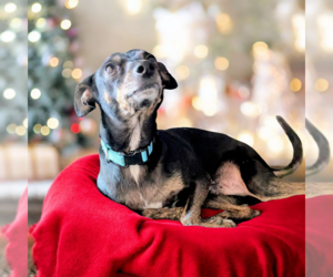 Mutt Dogs for adoption in Vail, AZ, USA