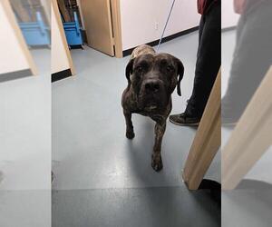 Mutt Dogs for adoption in London, Ontario, Canada