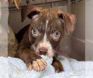 Gecko - Female Retriever -Unknown Mix Dog for Adoption - Photo #2