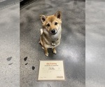 Small Photo #8 Shiba Inu Puppy For Sale in LAGUNA NIGUEL, CA, USA