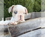 Small #1 French Bulldog