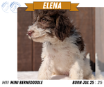 Puppy Elena Miniature Bernedoodle