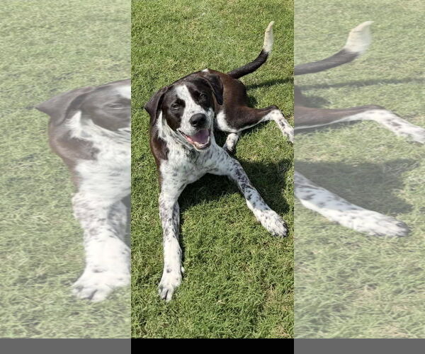 Medium Photo #3 Labradinger Puppy For Sale in Dallas, TX, USA