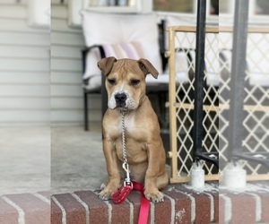 American Bulldog Puppy for sale in TRENTON, NJ, USA