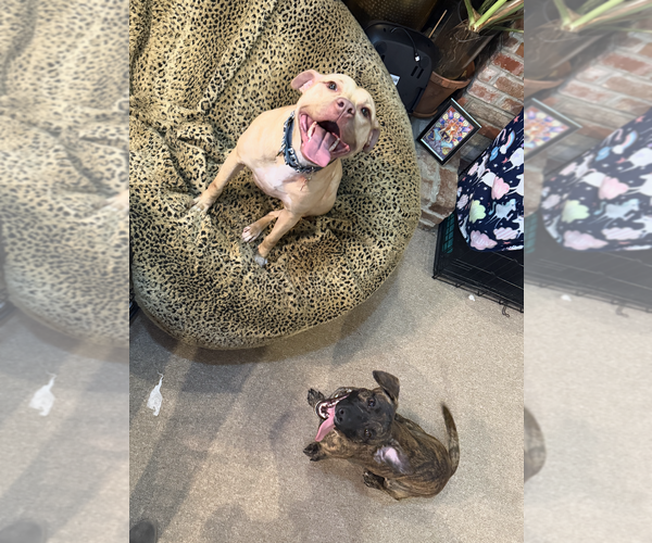 Medium Photo #4 Mutt Puppy For Sale in Rockville, MD, USA