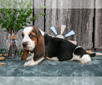 Puppy Gretchen Basset Hound