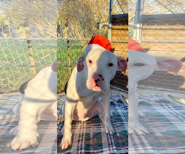 Medium Photo #2 American Bulldog-Unknown Mix Puppy For Sale in Oakhurst, NJ, USA