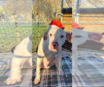 Small #1 American Bulldog Mix