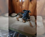Small #3 German Shepherd Dog