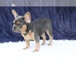 Small Photo #2 French Bulldog Puppy For Sale in KIMBALL JUNCTION, UT, USA